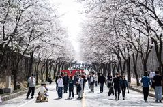 '벚꽃 터널' 따라 걷는 남한강 산책…밤에는 '야간 별빛로' 낭만 더해