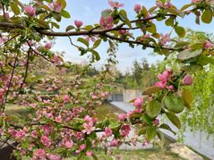 대구 사유원서 즐기는 봄…4~5월 ‘모과·정향 축제’
