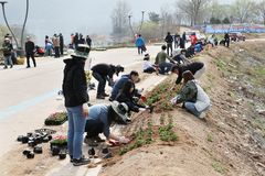 [가평소식] 자라섬 중도에 봄꽃 2만본 식재 등