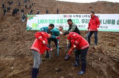 횡성군, 자작나무 희망의 숲 조성…"산림 생태계 회복"
