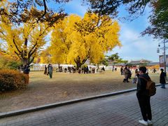 결혼식장 구하기 어렵다면…고궁 은행나무 아래 야외결혼식 어때요