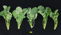 단백질·식이섬유 풍부한 유채…"나물용 고부가 작물로 활용 가능"