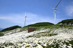 평창군, 청옥산 야생화 생태 단지 개장…"산책로·전망대"