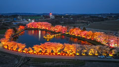 "당진 면천 골정지 아시나요" 벚꽃 명소로 발길