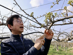 농진청, 과수 저온 피해 현장 점검…"동결보호제 상용화 추진"