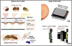 KAIST, 곤충 시각원리 이용 초슬림·고해상도 카메라 기술 확보