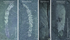 백악기 진주층 '온대 산간 사바나' 기후 드러나
