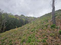 진주시, '조림·숲가꾸기 사업' 추진…탄소중립 기반 구축