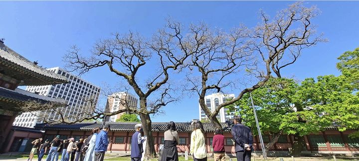 동궐도 따라 걷는 창덕궁 나무길…'특별 개방' 가정당서 서울타워 한눈에