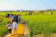 초록빛 보리밭의 유혹…'군산꽁당보리축제’ 24일 개막
