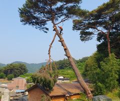 [산청소식]주택가 주변 위험목 제거, 1억5000만원 투입 등