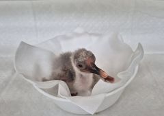 창녕군, 멸종위기 우포따오기 올해 첫 부화 성공