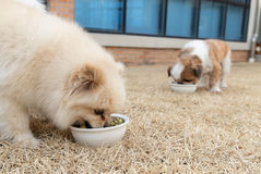 반려동물 '완전사료' 기준 생겼다…2028년 본격 시행