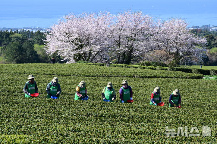 봄볕 아래 해차 수확해요 [뉴시스Pic]