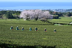 제주서 실경작 기반 농업·농촌 데이터 조사…9월 완료