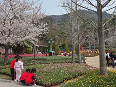 거제 독봉산웰빙공원, 봄꽃 만발…19일까지 운영