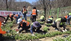 도로공사 강원본부, 영동선 졸음쉼터에 봄꽃 식재
