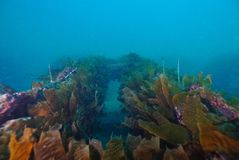 [부산소식]수산자원공단, 제주 해중림 조성사업 착수 등