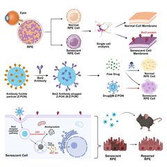 노화된 망막세포에만 표적 약물…"황반변성 새 치료법"