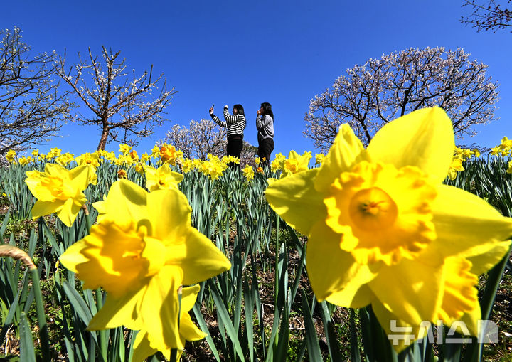 놀이공원에서 즐기는 꽃놀이 [뉴시스Pic]