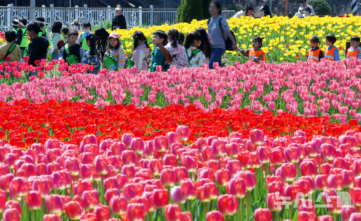 오색 빛깔 튤립 활짝 [뉴시스Pic]