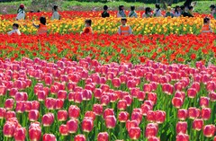 부산 화명생태공원 봄 전령사 튤립 만개