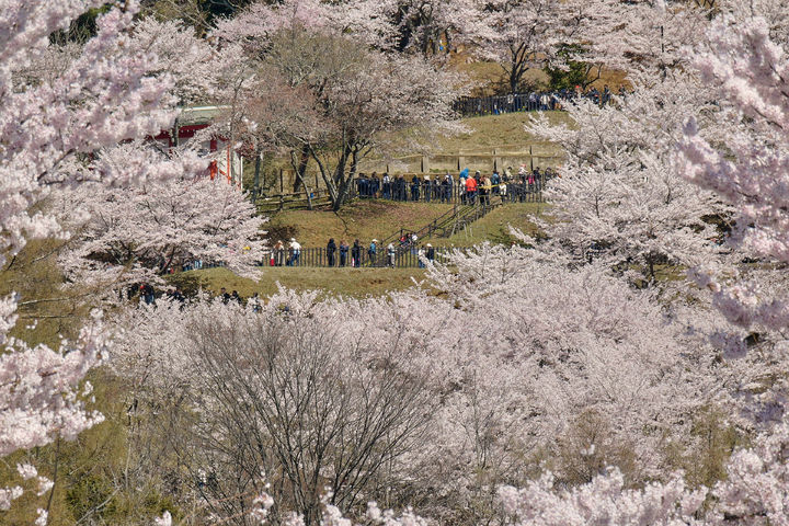 아라쿠라야먀 센겐공원에 모인 '벚꽃' 관광객들