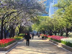 김해 연지공원·대청·율하천 튤립 18만본 만개