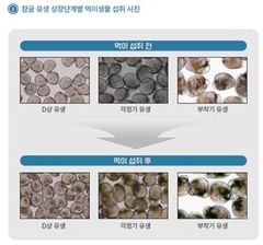 수과원, 양식 현장에 '패류 먹이생물 배양 가이드북' 배포