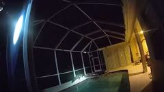 美 주택 수영장에 등장한 '비늘 달린 침입자'…정체는 2.7m 거대 악어