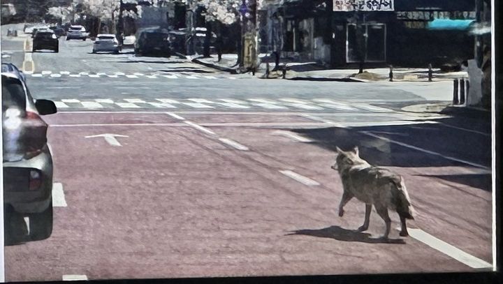 대전 오월드 탈출 늑대 포획 '허탕'…동물원 근처까지 왔지만 유인 실패