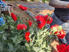 강릉해경 '천연 마약' 양귀비·대마 불법 재배 집중단속