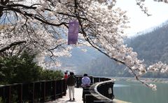 단양 남한강 변 벚꽃 야경투어, 내일 개막