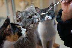 고양이, 배불러서가 아니라 ‘냄새’에 질려 밥 남긴다