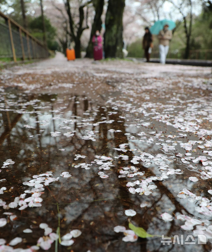 "봄꽃 시샘" 전국에 많은 비 [뉴시스Pic]