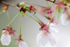 봄비에 벚꽃도 안녕 [뉴시스Pic]