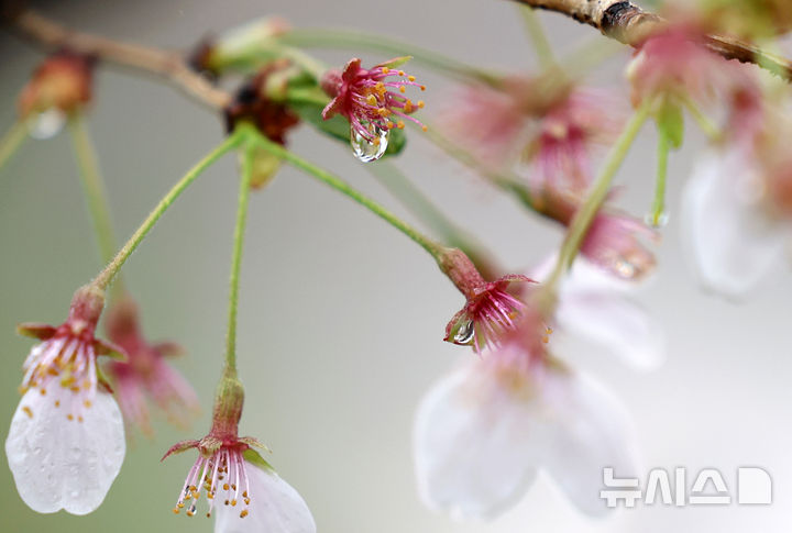 봄비에 벚꽃도 안녕 [뉴시스Pic]