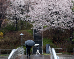 인천, 오전까지 5~30㎜ 비 예보…오후부터 맑아져