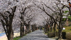 벚꽃 인생샷 찰칵…"영동 용머리공원·초강천·마니산 오세요"