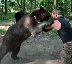 야생곰과 그래플링 훈련…'탈인간 피지컬' 러시아 복서