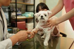 성동구, 봄철 광견병 예방접종 실시…고양이도 접종해야