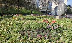 [이천소식] 시, 설봉공원 봄꽃 1만5000본 식재 등