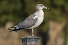 공중에서 급강하하는 '공포의 날개'…英 부활절 행사에 갈매기 습격