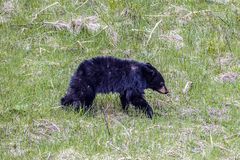 日 초등학교 인근까지 나타난 곰…"가방에 방울 꼭 달아라"