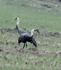 아직 한 쌍 남아 있다…순천만 흑두루미 8600마리 훨훨