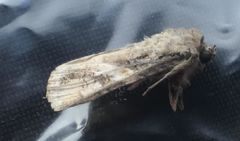 80여 작물에 피해 '열대거세미나방' 올해 제주서 첫 발견