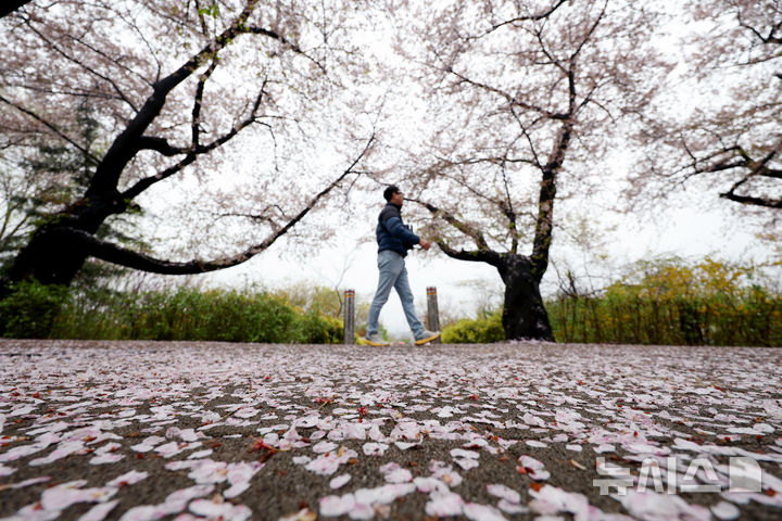 "벚꽃 안녕" 봄비가 만든 벚꽃카펫 [뉴시스Pic]