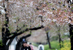 봄비에 떨어진 벚꽃 [오늘의 한 컷]