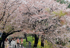 '낮 최고 25도' 완연한 봄 날씨…큰 일교차 주의[오늘날씨]