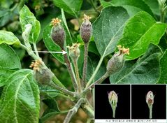 "봄철 사과 저온피해 막자"…전북농기원, 관리 대책 당부